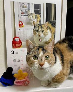 カレンダーをよく見ると…？　飼い主の発想に「天才的！」「ジーンときた」