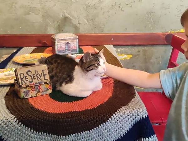 「イスタンブール市民のたしなみです」　カフェで見られた光景が、さすがだった！