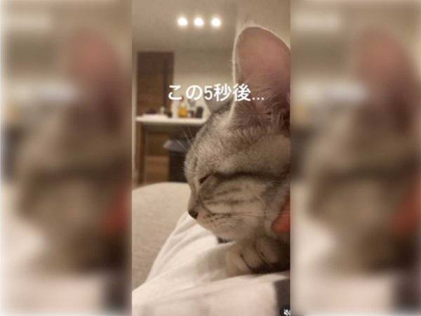 飼い主に甘え、首をナデナデされる猫　わずか５秒後の行動に「笑った」「聴覚えぐい」