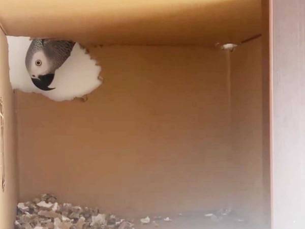 作ってもらった家にすぐ穴をあけたインコ　放った言葉に「爆笑した」「あおりスキル高すぎ」