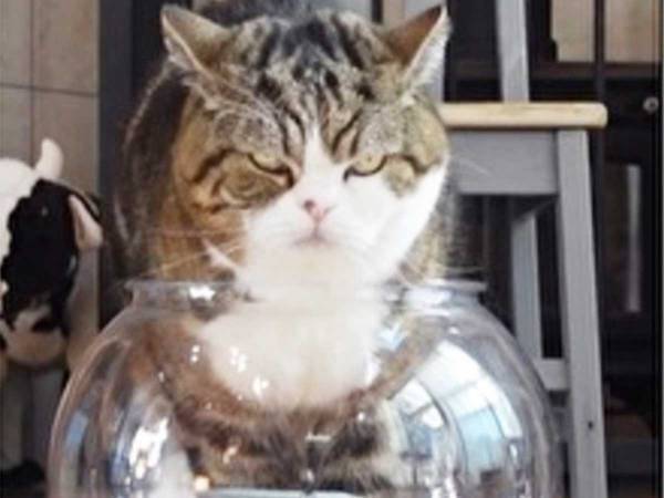 ゆっくりと金魚鉢に脚を入れる猫　次の動きに「笑いこけた」「イリュージョン！」