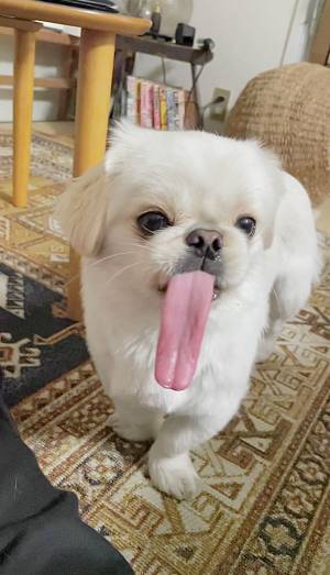 存在感がありすぎる舌に「合成じゃないの！？」と疑う声も　動画で確認してみると、想像以上だった！