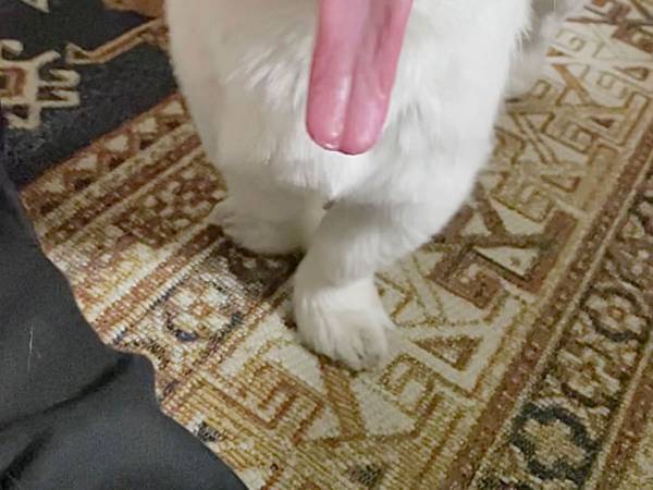 存在感がありすぎる舌に「合成じゃないの！？」と疑う声も　動画で確認してみると、想像以上だった！