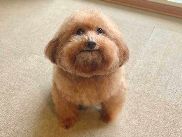 「先週トリミングしたのに…」　１週間後の『愛犬の姿』がこちらです