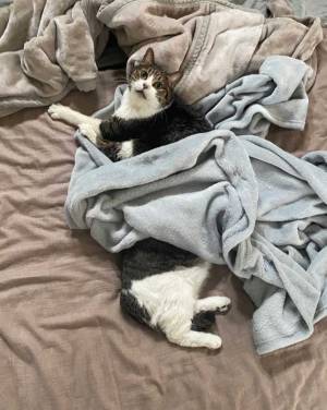 布団に横たわる猫　『全容』に、衝撃走る　「どうなってるの！？」