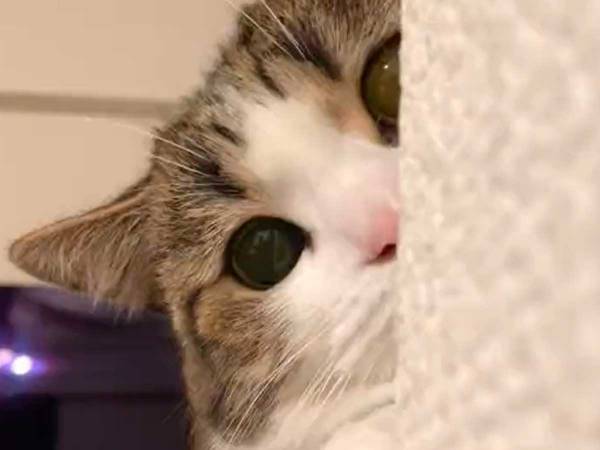 「かわいい」「たまらない」　愛猫にカメラを向けた、次の瞬間？