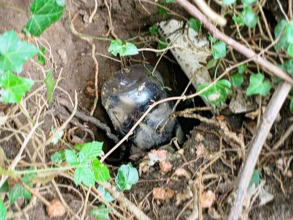 「よくあること」「かわいそうに」　庭で見つかったアライグマに同情の声