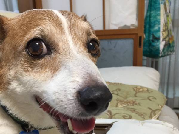 散歩中、突然「この犬と昔、会ったことがある」と声をかけてきた男の子　その理由にハッとする