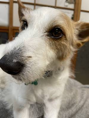 散歩中、突然「この犬と昔、会ったことがある」と声をかけてきた男の子　その理由にハッとする