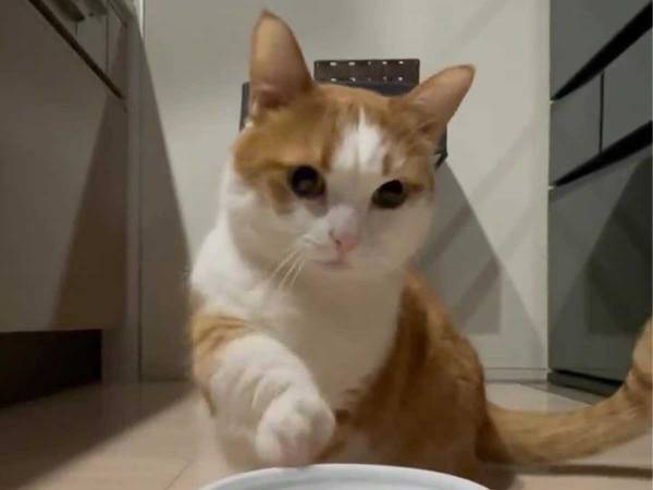 ご飯をもっと食べたいマンチカンが、飼い主さんに渾身の『おねだり』　その結果は…？