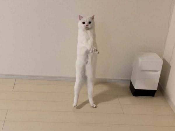 立ち上がる猫　２枚目の写真に、驚きの声　「どうなってるの！？」