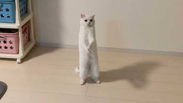 立ち上がる猫　２枚目の写真に、驚きの声　「どうなってるの！？」