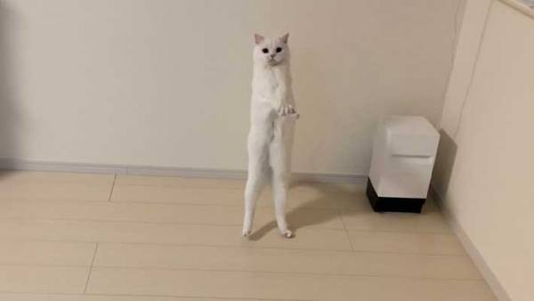 立ち上がる猫　２枚目の写真に、驚きの声　「どうなってるの！？」