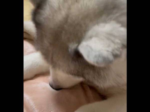 飼い主が猛烈に謝罪！　シベリアンハスキー、飼い主に古い毛束を抜かれ…？