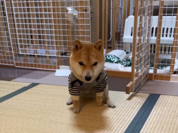 飼い主「ホラー並み」　ごはんが食べたい犬の『待て』に爆笑