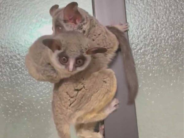 「かわいすぎ」「身体能力がすごい」　生後１か月の赤ちゃんに、母ザルがした行動とは？