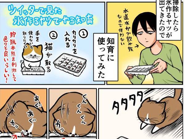 「ある意味賢い」　手作りの『知育おもちゃ』を愛猫にプレゼント　予想外の行動を取って？
