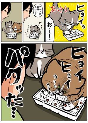 「ある意味賢い」　手作りの『知育おもちゃ』を愛猫にプレゼント　予想外の行動を取って？