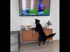 野球中継を見て、『何か』に気付いた犬　大興奮の姿に「分かるのがすごい！」 「大好きなんだね」