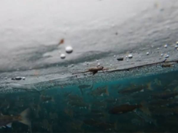 「氷の下は神秘的」　分厚い氷に隠されていた風景に、息をのむ！