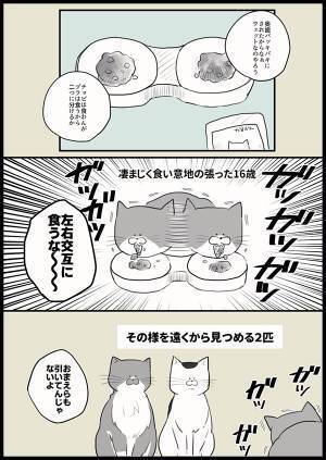 突然『爆発』した愛猫のお尻　ゾッとする理由に「本当に注意したい」「うちの子もなった！」