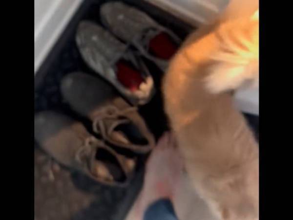 新居に毎日やってくる『ご近所さん』　遠慮のない訪問の様子に「楽しすぎる」「しもべを見つけたね」