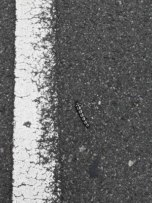 「誰だよ、落としたやつ！」　毛虫かと思って飛び跳ねたら、まさかの『正体』に爆笑！