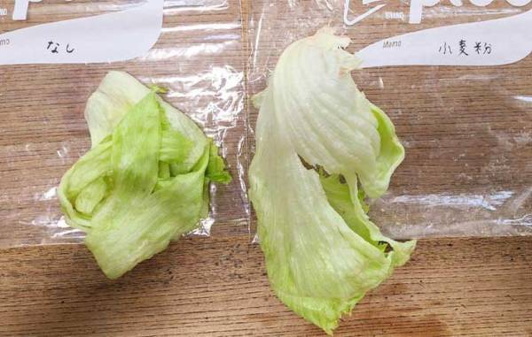 すぐしなびるレタス　『あの粉』を芯にちょっと付けるだけで？　「全然違う」「シャキシャキ！」