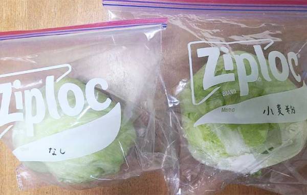 すぐしなびるレタス　『あの粉』を芯にちょっと付けるだけで？　「全然違う」「シャキシャキ！」