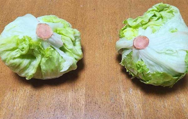 すぐしなびるレタス　『あの粉』を芯にちょっと付けるだけで？　「全然違う」「シャキシャキ！」