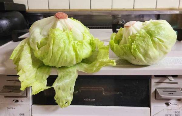 すぐしなびるレタス　『あの粉』を芯にちょっと付けるだけで？　「全然違う」「シャキシャキ！」