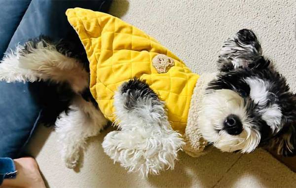 犬の噛み癖を直したい飼い主　『かまれたら姿を消せ』を実践した結果？　「なんてこった」「策士だ」