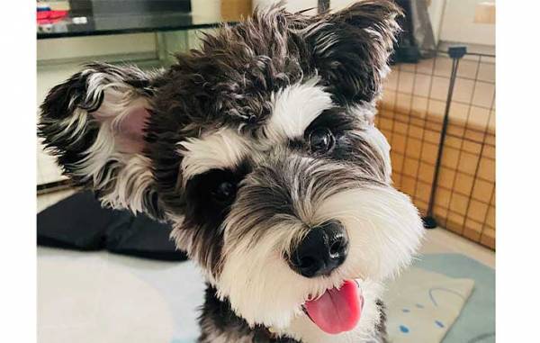 犬の噛み癖を直したい飼い主　『かまれたら姿を消せ』を実践した結果？　「なんてこった」「策士だ」