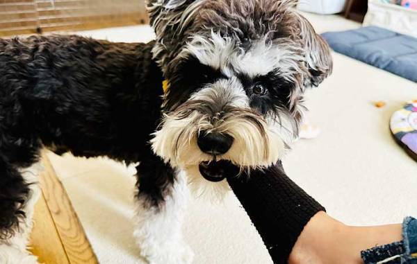 犬の噛み癖を直したい飼い主　『かまれたら姿を消せ』を実践した結果？　「なんてこった」「策士だ」