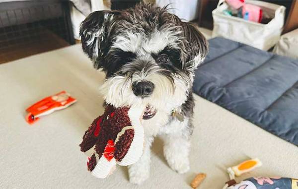 犬の噛み癖を直したい飼い主　『かまれたら姿を消せ』を実践した結果？　「なんてこった」「策士だ」