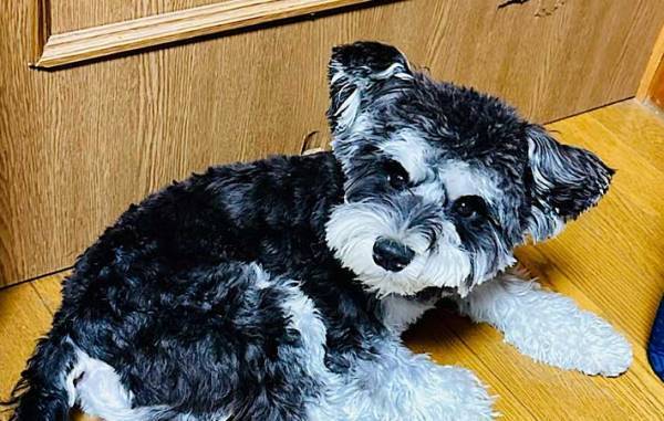 犬の噛み癖を直したい飼い主　『かまれたら姿を消せ』を実践した結果？　「なんてこった」「策士だ」