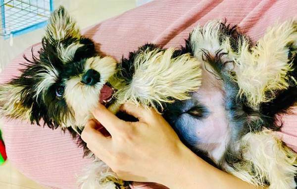 犬の噛み癖を直したい飼い主　『かまれたら姿を消せ』を実践した結果？　「なんてこった」「策士だ」