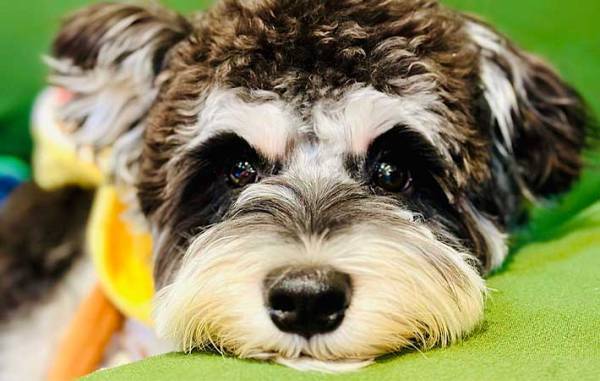 日々、愛犬の寝相を撮影する飼い主　改めて写真を見返すと？　「笑った」「全部同じ日か？」