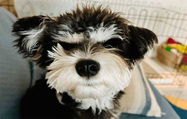 日々、愛犬の寝相を撮影する飼い主　改めて写真を見返すと？　「笑った」「全部同じ日か？」