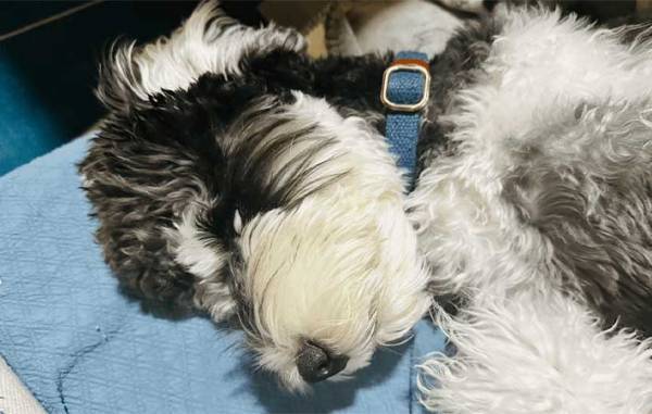 日々、愛犬の寝相を撮影する飼い主　改めて写真を見返すと？　「笑った」「全部同じ日か？」