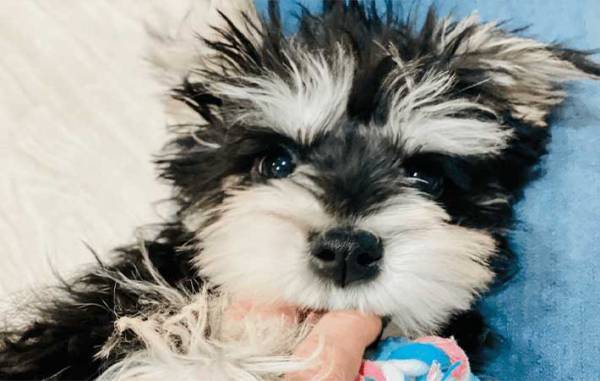 日々、愛犬の寝相を撮影する飼い主　改めて写真を見返すと？　「笑った」「全部同じ日か？」