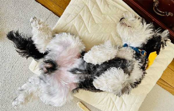 日々、愛犬の寝相を撮影する飼い主　改めて写真を見返すと？　「笑った」「全部同じ日か？」