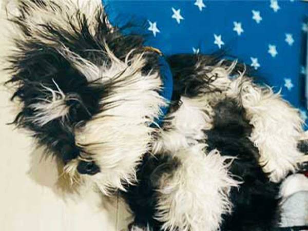 日々、愛犬の寝相を撮影する飼い主　改めて写真を見返すと？　「笑った」「全部同じ日か？」