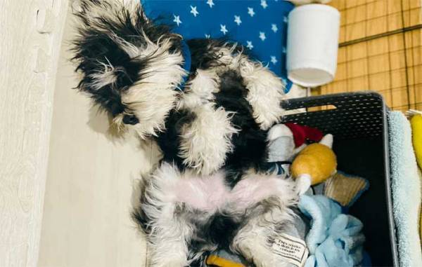 日々、愛犬の寝相を撮影する飼い主　改めて写真を見返すと？　「笑った」「全部同じ日か？」