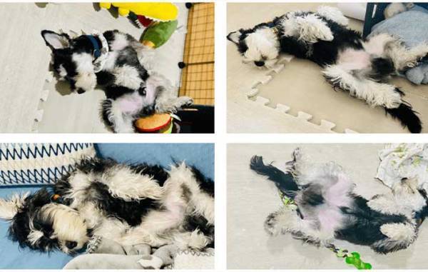 日々、愛犬の寝相を撮影する飼い主　改めて写真を見返すと？　「笑った」「全部同じ日か？」