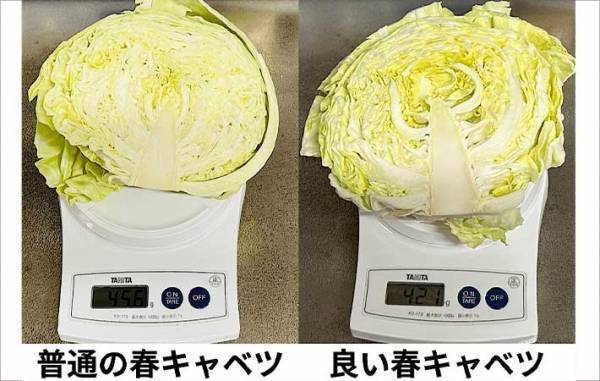「こんなに違うの」「真反対じゃん！」　意外と知らない『おいしい春キャベツ』の見分け方