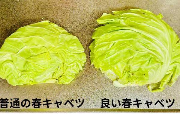 「こんなに違うの」「真反対じゃん！」　意外と知らない『おいしい春キャベツ』の見分け方