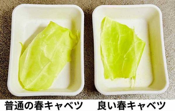 「こんなに違うの」「真反対じゃん！」　意外と知らない『おいしい春キャベツ』の見分け方