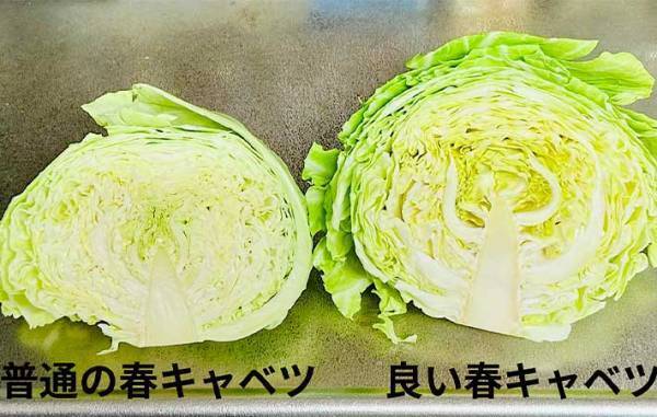 「こんなに違うの」「真反対じゃん！」　意外と知らない『おいしい春キャベツ』の見分け方