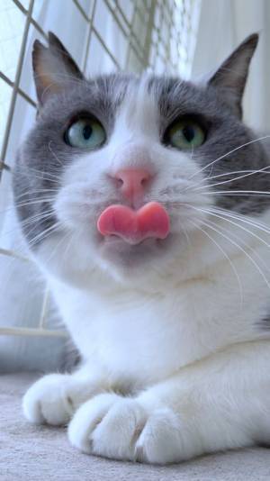 「これは指ハートの後に流行ると噂の舌ハート」　１枚の写真が話題に